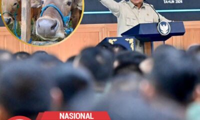 1.098 Sapi Kurban Prabowo Dibiayai APBN Rp100 Miliar