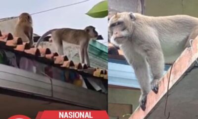 Puluhan Monyet Ekor Panjang Serbu Permukiman Lampung