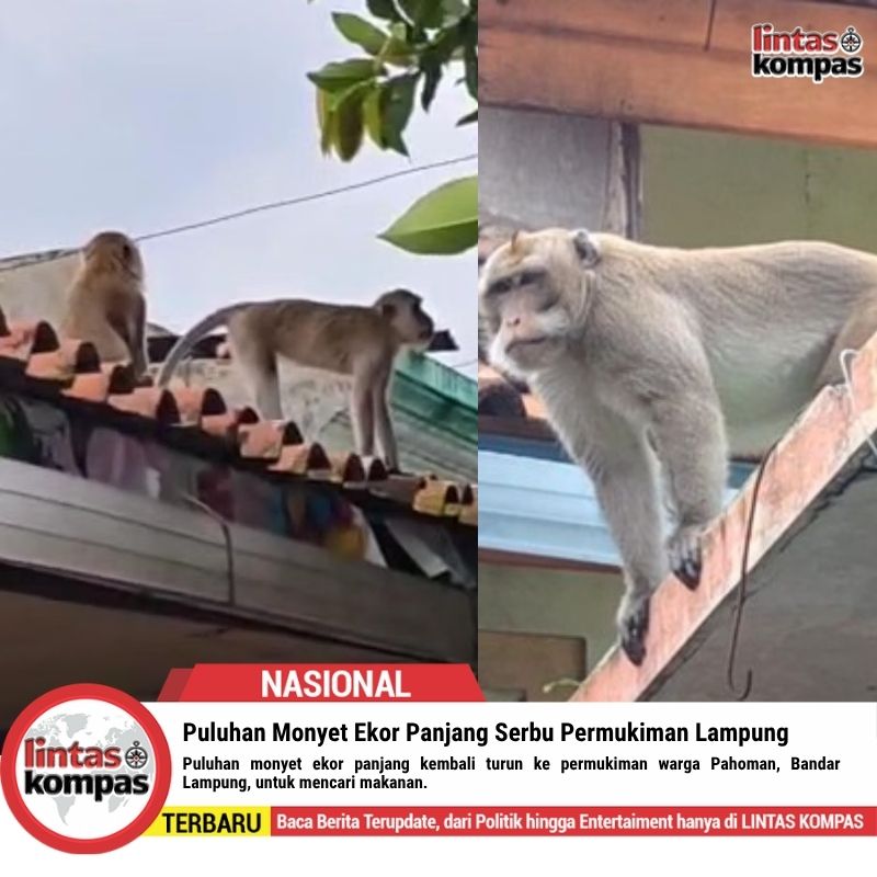 Puluhan Monyet Ekor Panjang Serbu Permukiman Lampung
