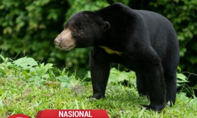 Beruang Musi Rawas Utara Keluar Hutan, Warga Heboh