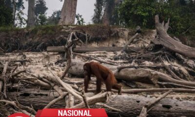 Orang Utan Kalteng Keluar ke Jalan akibat Karhutla