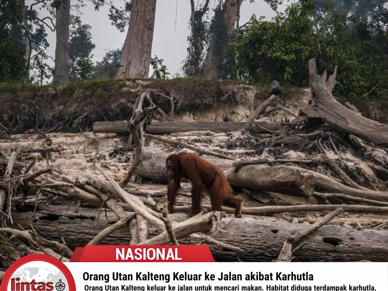 Orang Utan Kalteng Keluar ke Jalan akibat Karhutla