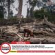 Orang Utan Kalteng Keluar ke Jalan akibat Karhutla
