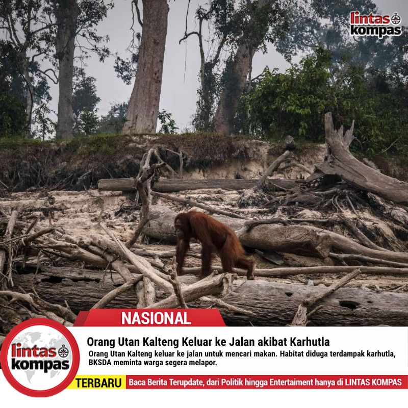 Orang Utan Kalteng Keluar ke Jalan akibat Karhutla